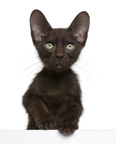 哈瓦那棕色小猫从盒子里出来