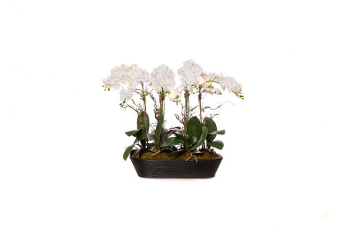 ORQUID集团