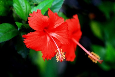 红色的花