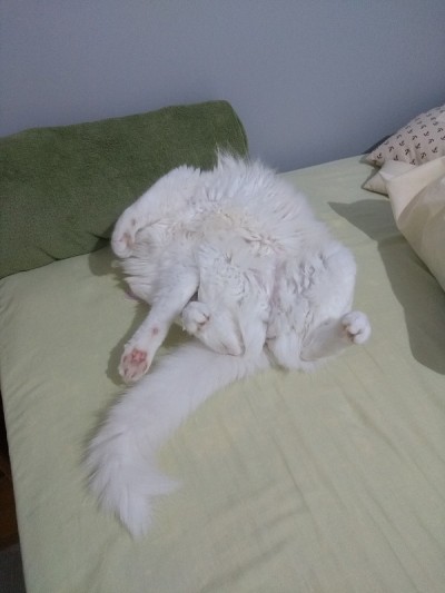 土耳其安哥拉猫-睡觉
