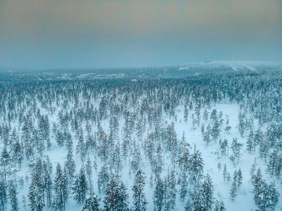 覆盖着积雪的松林鸟瞰图