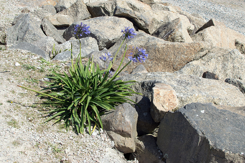 海边的Agapanthus in Bloom