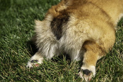 彭布罗克威尔士柯基犬屁股