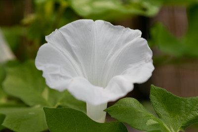 日本牵牛花，日本千叶县樱花市