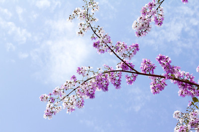 女王的花