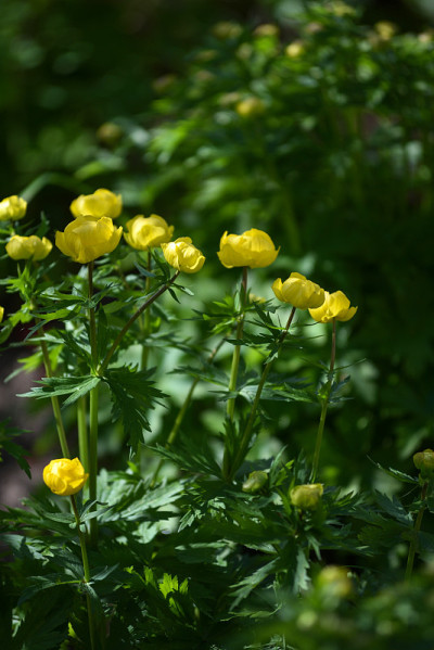 Globeflowers