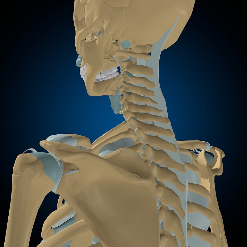 人体骨骼关节和韧带解剖医学概念3D