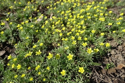 3月中旬有多朵黄花