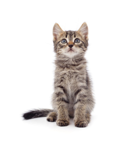 小灰猫。