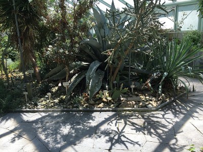 花和植物在温室或热带房子在植物园圣加尔，圣加伦-瑞士
