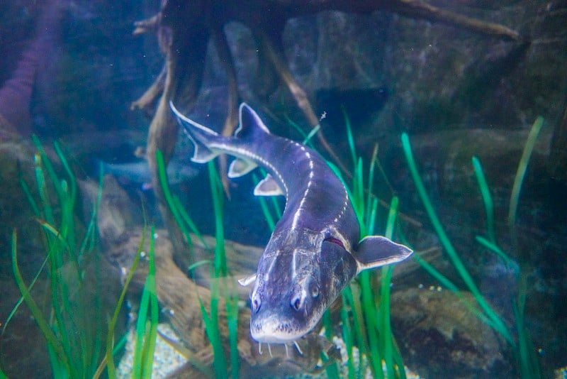 水族馆里的鲟鱼