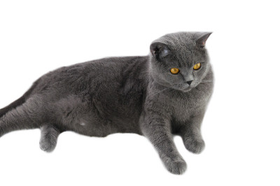 灰猫躺着