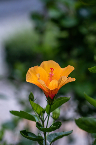 靠近美丽的芙蓉花在花园里。