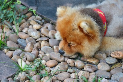小博美犬近距离观看