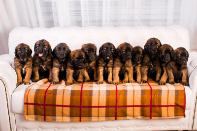 白色沙发上的小狗Leonberger