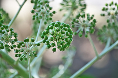 Fatsia japonica