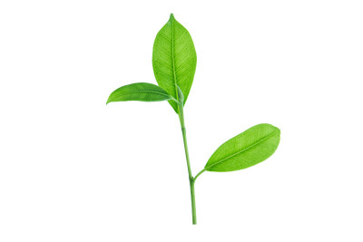 新鲜的绿叶枝与修剪路径孤立。
