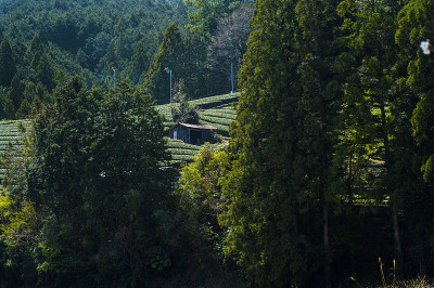 茶园