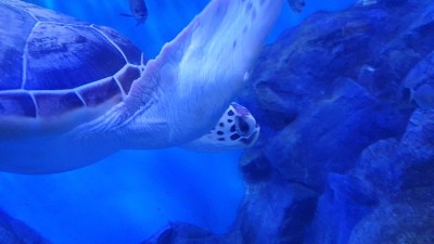 蓝海龟游泳