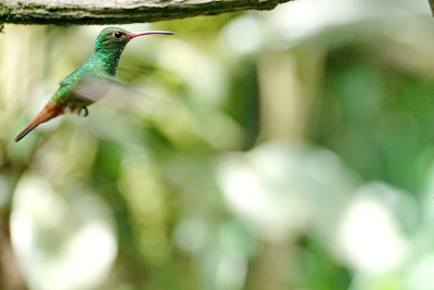 Rufous-tailed蜂鸟飞行
