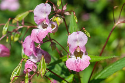 喜马拉雅香脂（impatiens gladulifera）