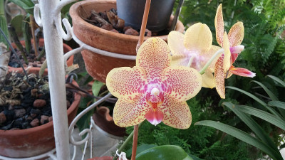 黄色的兰花