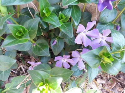 桃金娘。小长春花，小长春花