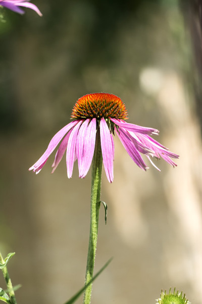 紫锥花(紫锥菊)