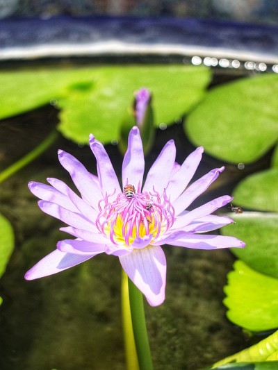 蜜蜂栖息在莲花上