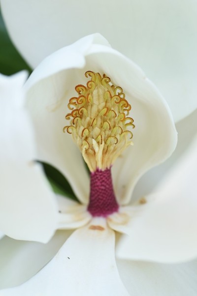 广玉兰花及其雄蕊和雌蕊。