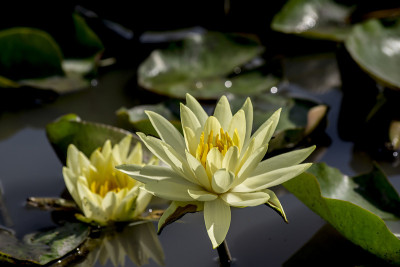 黄莲(Nuphar luteum)
