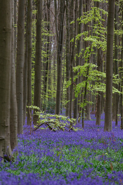 Bluebell, hallerbos比利时，蓝色森林。