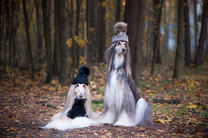 狗，两只有趣的，非常可爱的阿富汗猎犬帽子和围巾的背景森林，女人的时尚，美丽。概念服装，狗的时尚