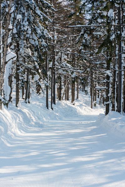 冬季森林滑雪道