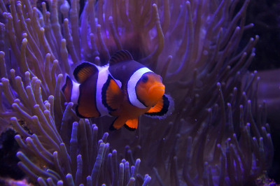 Ocellaris clownfish