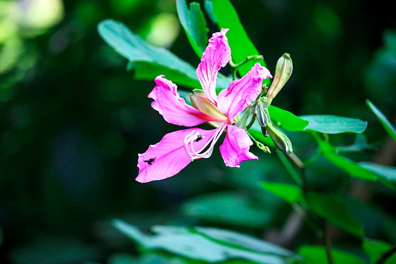 紫兰花树，紫荆花，紫荆花或香港紫兰花树，粉红色美丽的紫荆花盛开在花园里，早晨随阳光，选择性聚焦