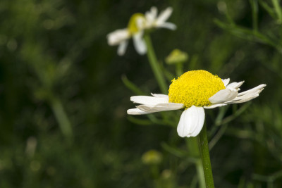 花园里孤零零的小雏菊