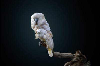 鲑鱼冠凤头鹦鹉(Cacatua moluccensis)，也被称为摩鹿加凤头鹦鹉，是一种凤头鹦鹉特有