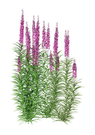 3D插图fireweed花在白色