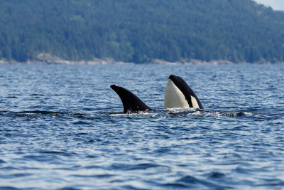 虎鲸或Killerwhale