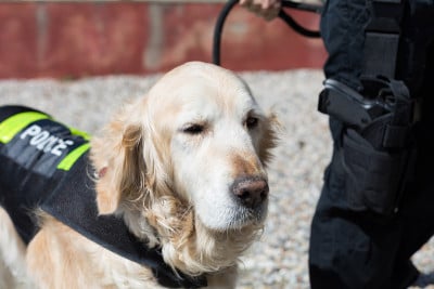 有特色的警犬