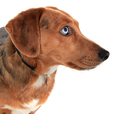 孤立的小猎犬