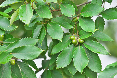Tight-clad quercus