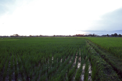 Ricefield