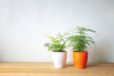室内植物木桌和白色墙壁