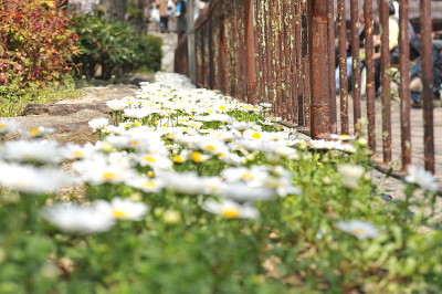 花