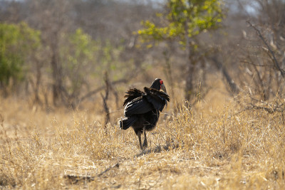 南部Ground-Hornbill