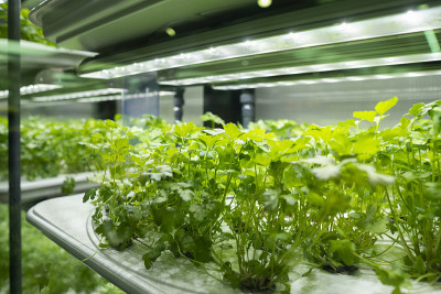 植物行生长与Led灯室内技术人工