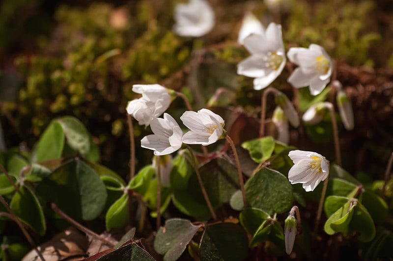 野生细枝花