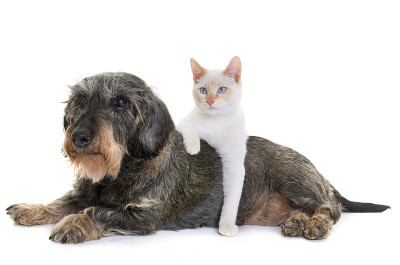 老腊肠犬和小猫